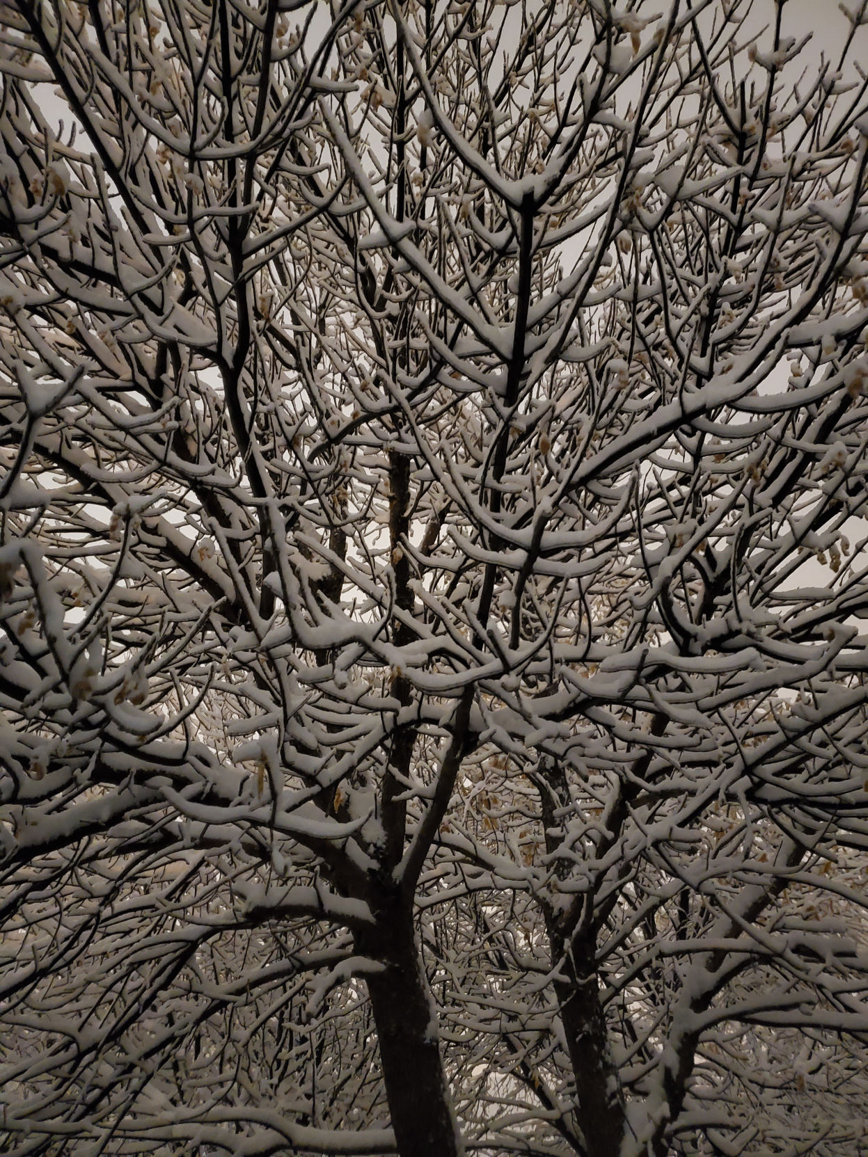 PHOTOS: Snow photos from Star-Herald staff and readers